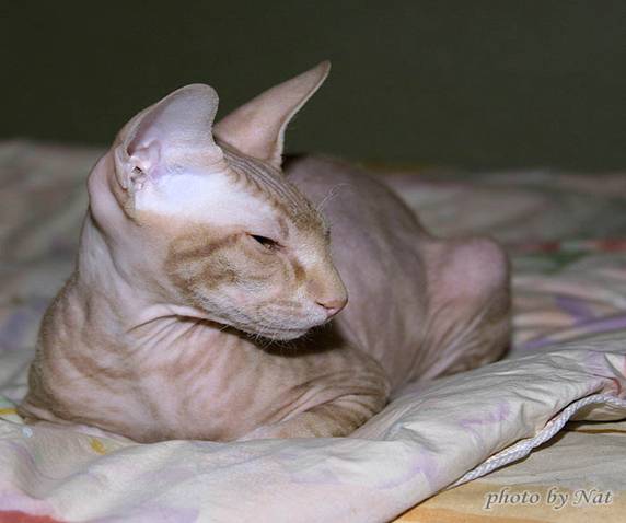 C:\Users\HP\Desktop\в папку доступ категорически воспрещен!!!\Биология\фото\петербургский сфинкс\03141.jpg