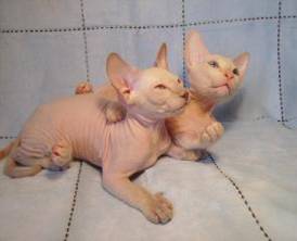 C:\Users\HP\Desktop\в папку доступ категорически воспрещен!!!\Биология\фото\петербургский сфинкс\437.jpg