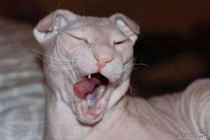 C:\Users\HP\Desktop\в папку доступ категорически воспрещен!!!\Биология\фото\украинский левкой\images (1).jpg