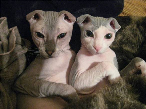 C:\Users\HP\Desktop\в папку доступ категорически воспрещен!!!\Биология\фото\украинский левкой\_.jpg