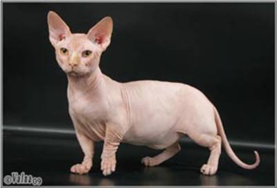 C:\Users\HP\Desktop\в папку доступ категорически воспрещен!!!\Биология\фото\бамбино\190_070609a.jpg