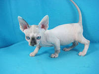 C:\Users\HP\Desktop\в папку доступ категорически воспрещен!!!\Биология\фото\бамбино\i.jpg