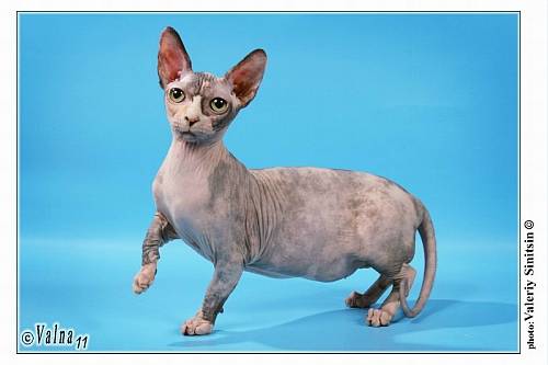 C:\Users\HP\Desktop\в папку доступ категорически воспрещен!!!\Биология\фото\бамбино\.2399.jpg