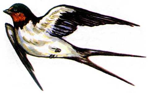 Описание: РАЗВИВАЛКИ Как нарисовать ЛАСТОЧКУ смотреть мультики веселый паровозик развивалка ласточка рисунок " Твое здоровье и уход.