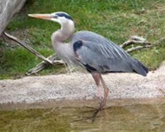 http://go3.imgsmail.ru/imgpreview?key=http%3A//images.northrup.org/picture/xl/heron/great-blue-heron-standing-in-water.jpg&mb=imgdb_preview_1322&q=90&w=223