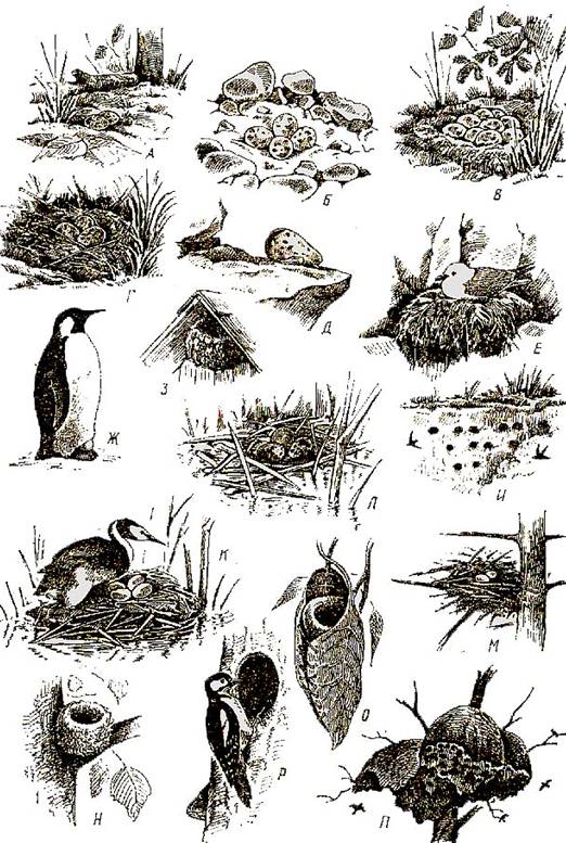 У всех птиц разные гнезда. У дятла - дупло. У зяблика - мягк…