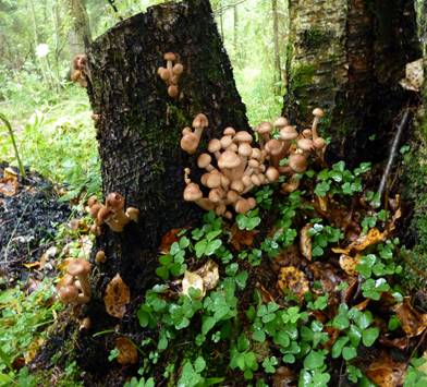 &Kcy;&acy;&rcy;&tcy;&icy;&ncy;&kcy;&icy;