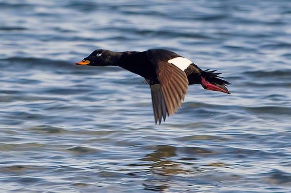 G:\НПК Юный исследова\Проект. Х.лит\turpan 1.jpg